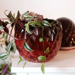 Game of Thrones - Drakenei Koekjespot