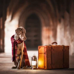Harry Potter - Originele Gryffindor Wollen Sjaal