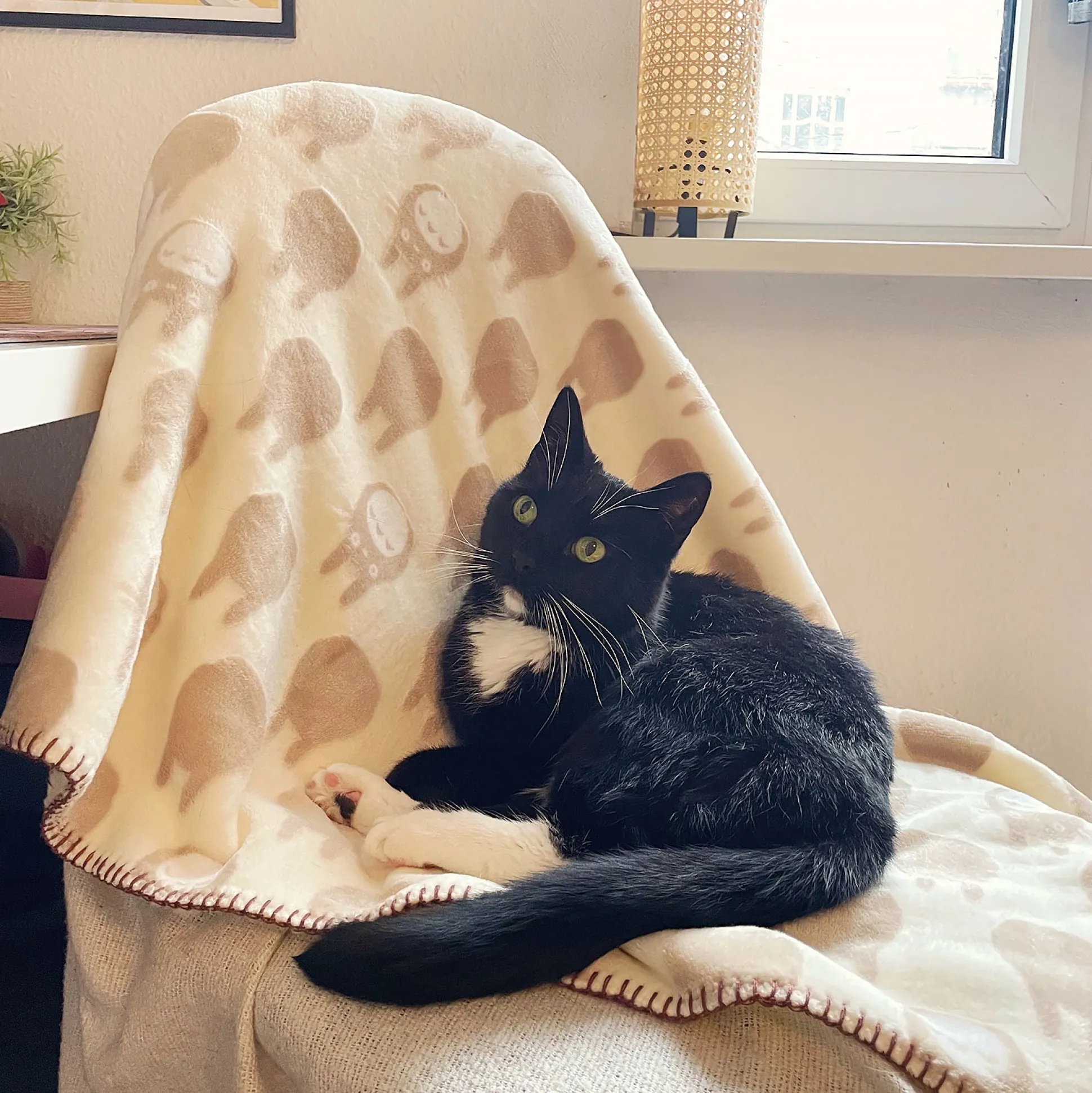 Totoro - Silhouet knuffeldeken met teddyvoering